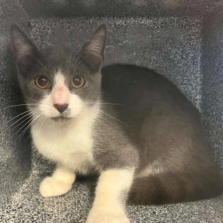 A baby medium-sized male Domestic Medium Hair cat named Emerald for adoption in Brenham, TX