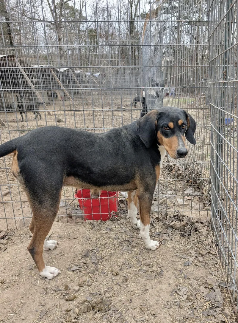 Clarabelle thumbnail 2