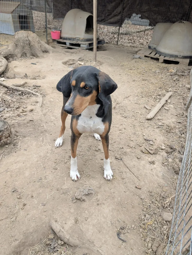 Clarabelle thumbnail 3