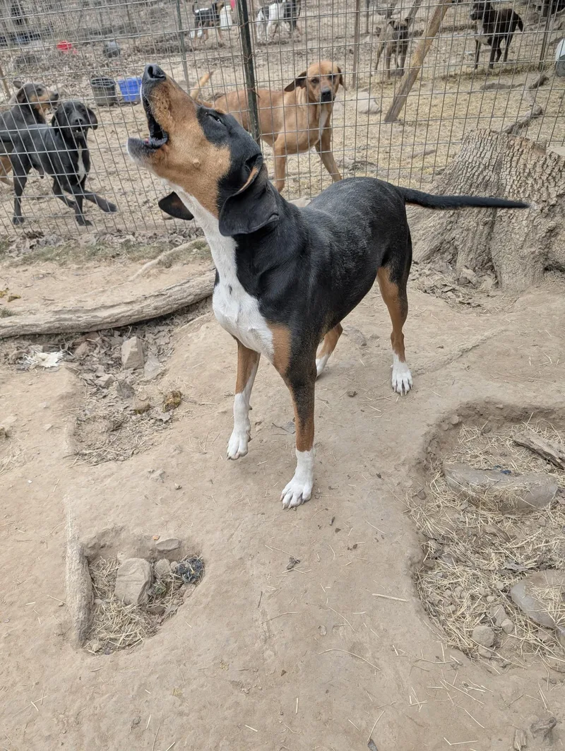 Clarabelle thumbnail 4