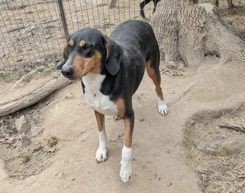 Clarabelle thumbnail 5