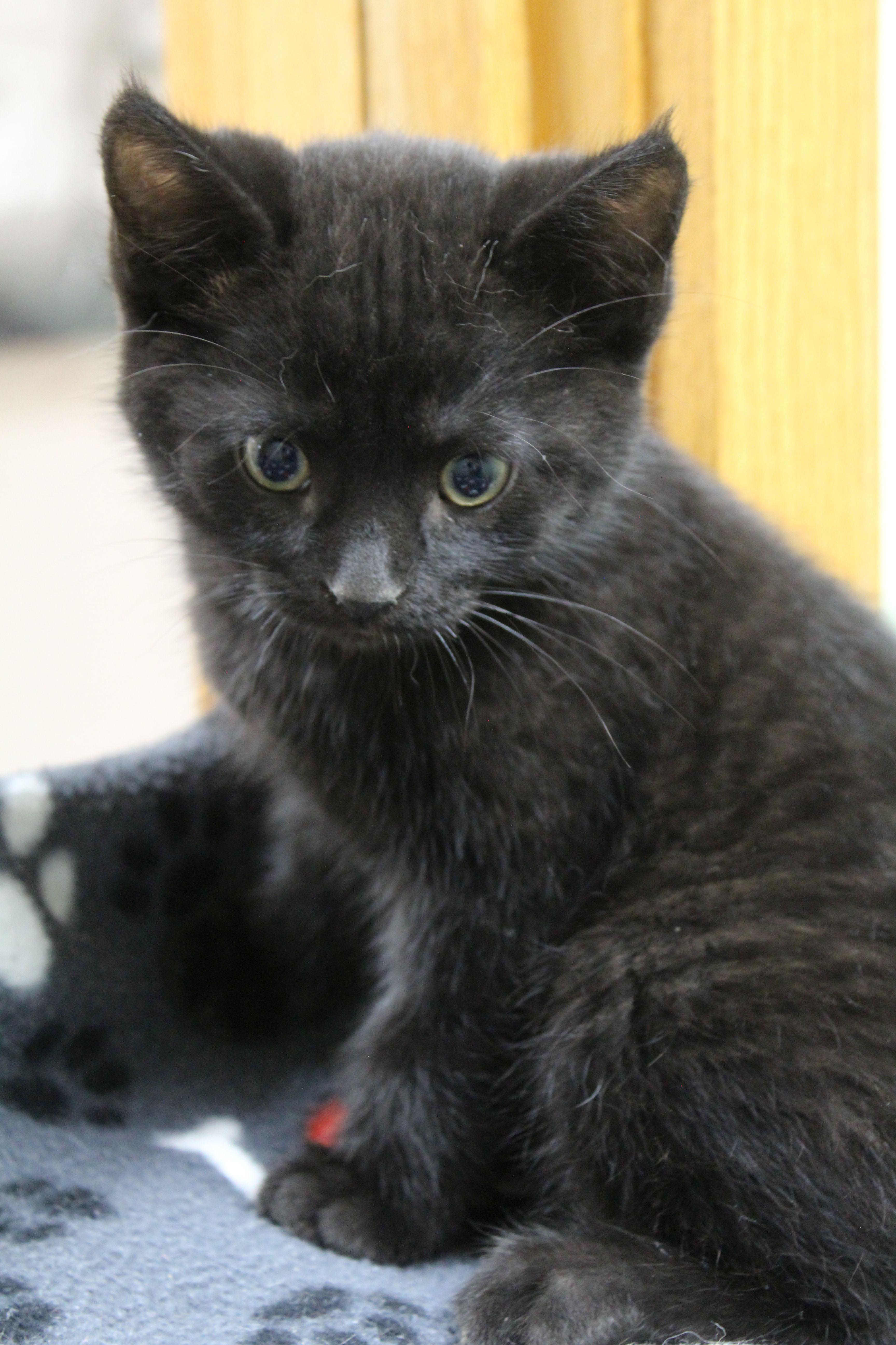 A baby medium-sized male Domestic Short Hair cat named Boxcar Willy for adoption in Portage, WI