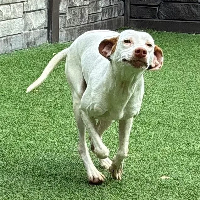 An adult medium-sized female White / Cream English Pointer dog named T.t. for adoption in LOXAHATCHEE, FL