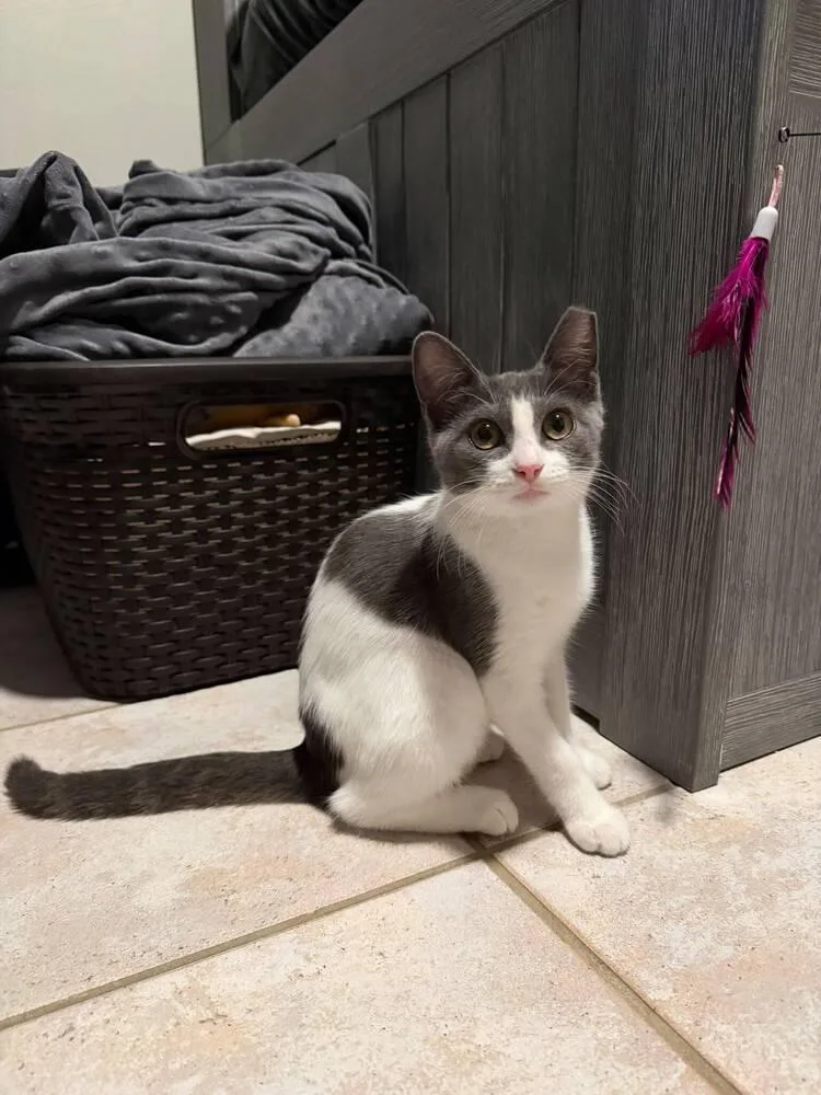 A baby small-sized female White Domestic Short Hair cat named Leia for adoption in Orlando, FL