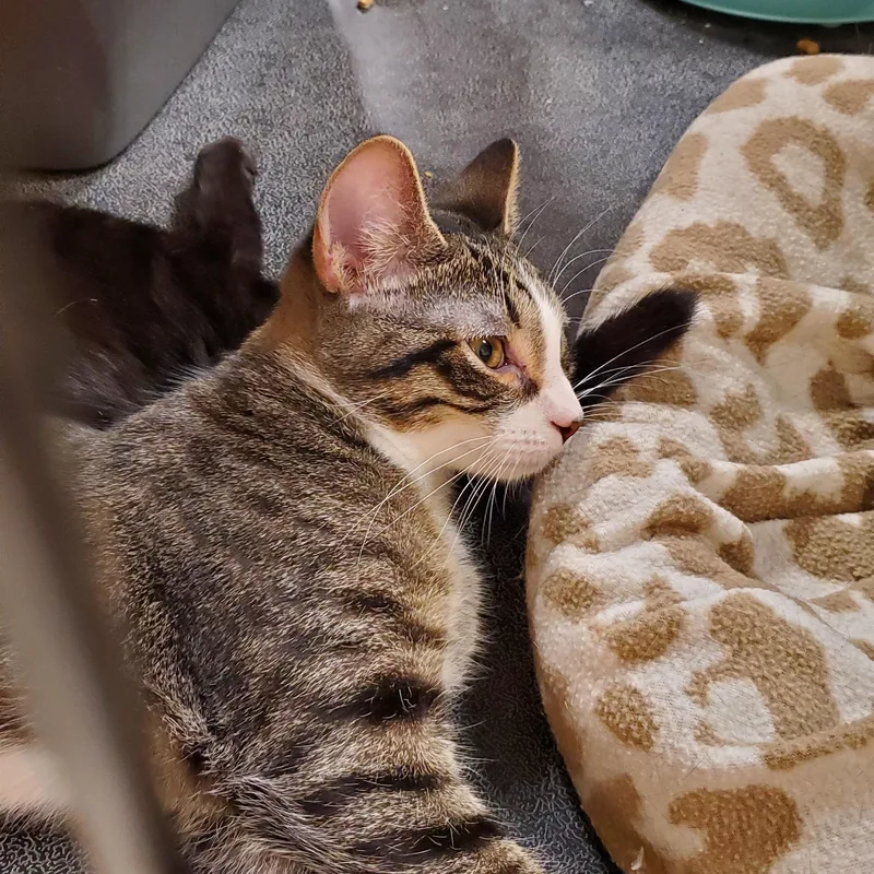 A young medium-sized male Tabby (Gray / Blue / Silver) Tabby cat named Neptune for adoption in Muncie, IN