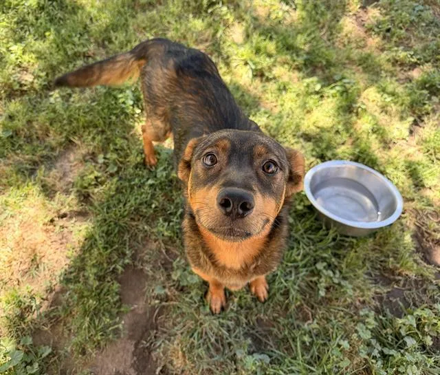 A young large-sized female Border Collie dog named Sienna for adoption in Modesto, CA