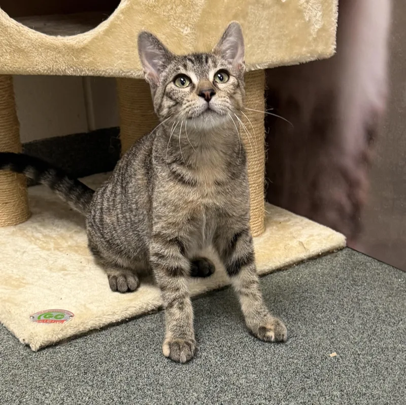 A baby small-sized female Black Domestic Short Hair cat named Moscato for adoption in Mount Pleasant, MI