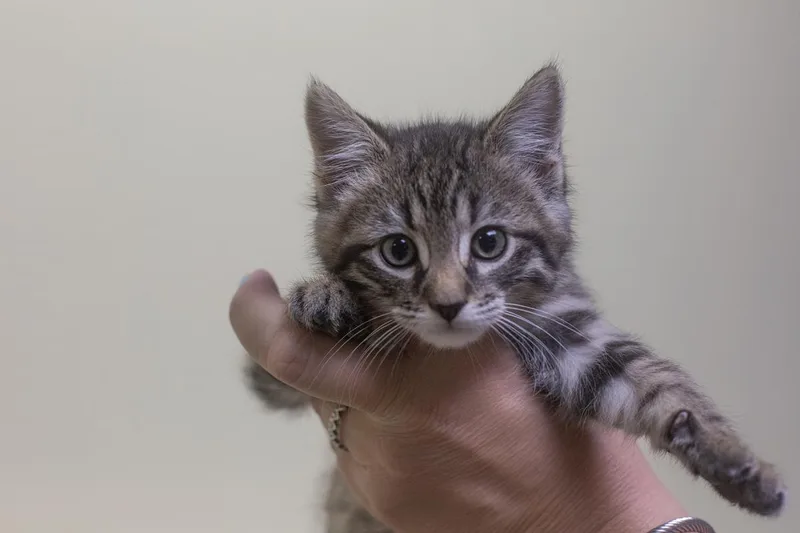A baby small-sized female Domestic Short Hair cat named Kate for adoption in Mountain Home, AR