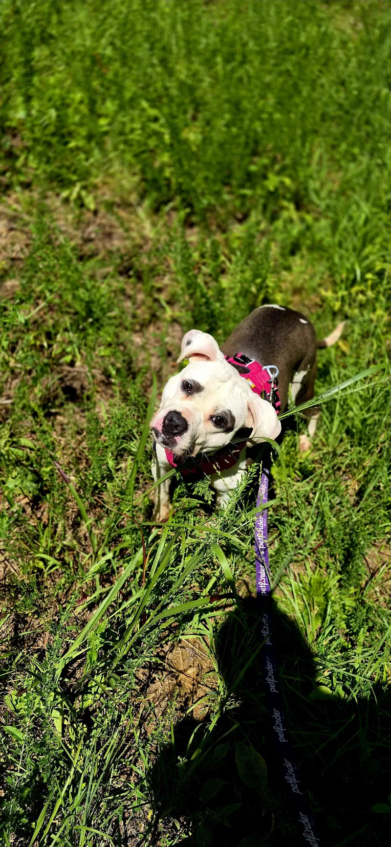 An adult medium-sized female Gray / Blue / Silver Pit Bull Terrier dog named Nala for adoption in Powhatan, VA
