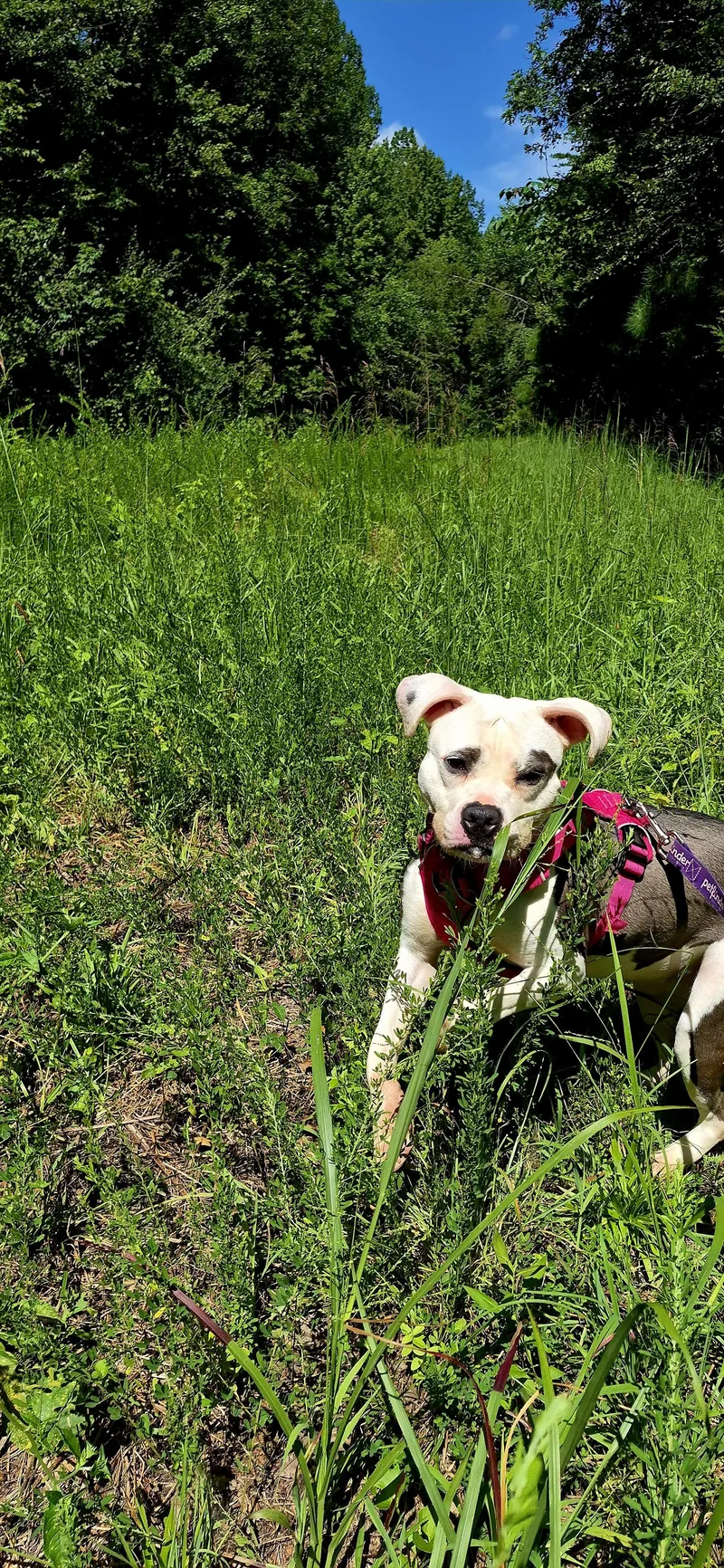 Nala thumbnail 2