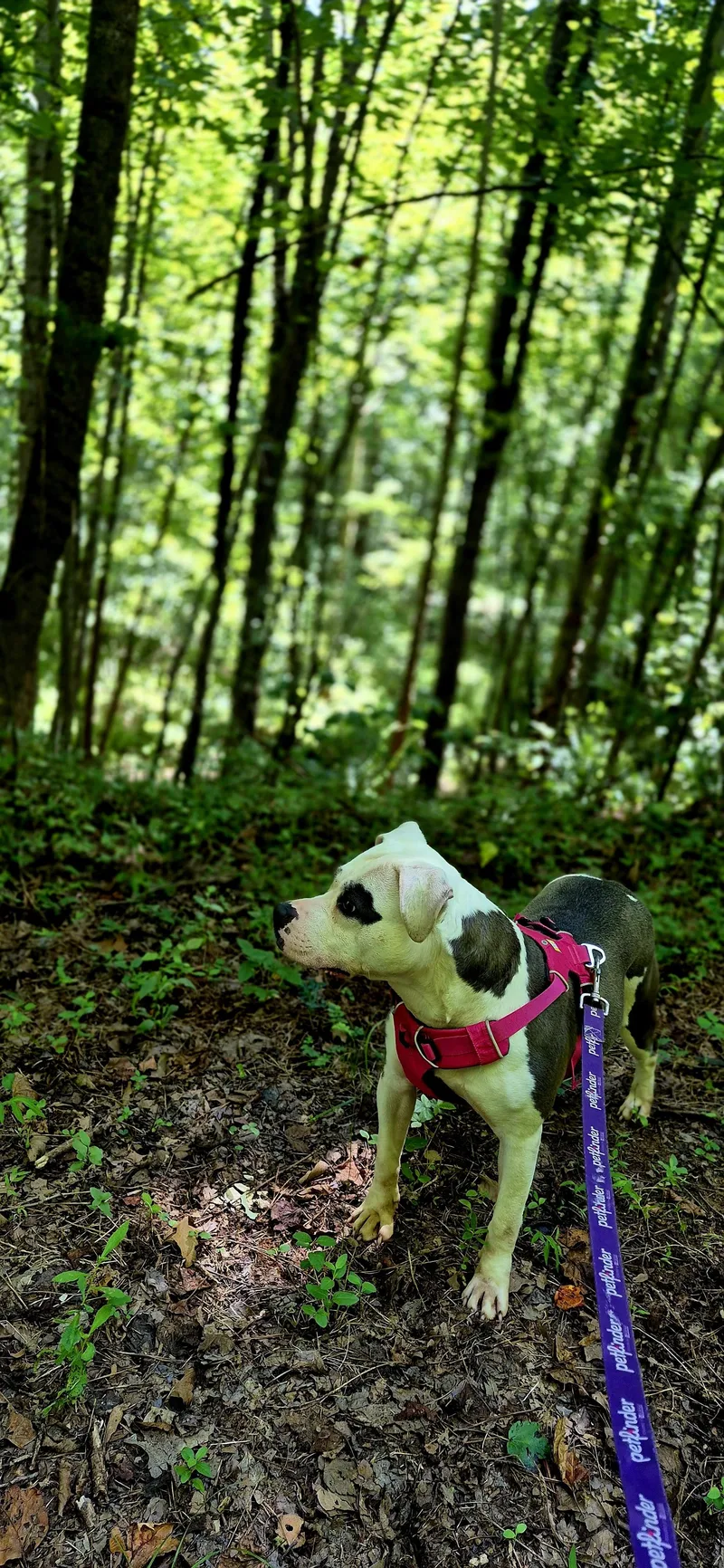 Nala thumbnail 4