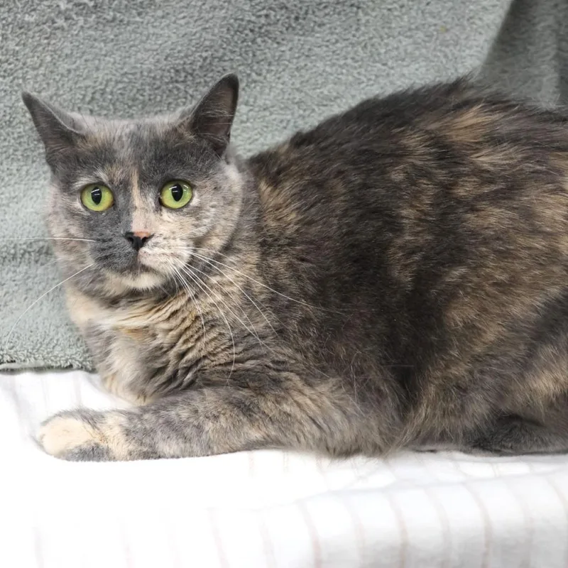 An adult small-sized female Tortoiseshell Domestic Short Hair cat named Tuffy C for adoption in Princeton, MN