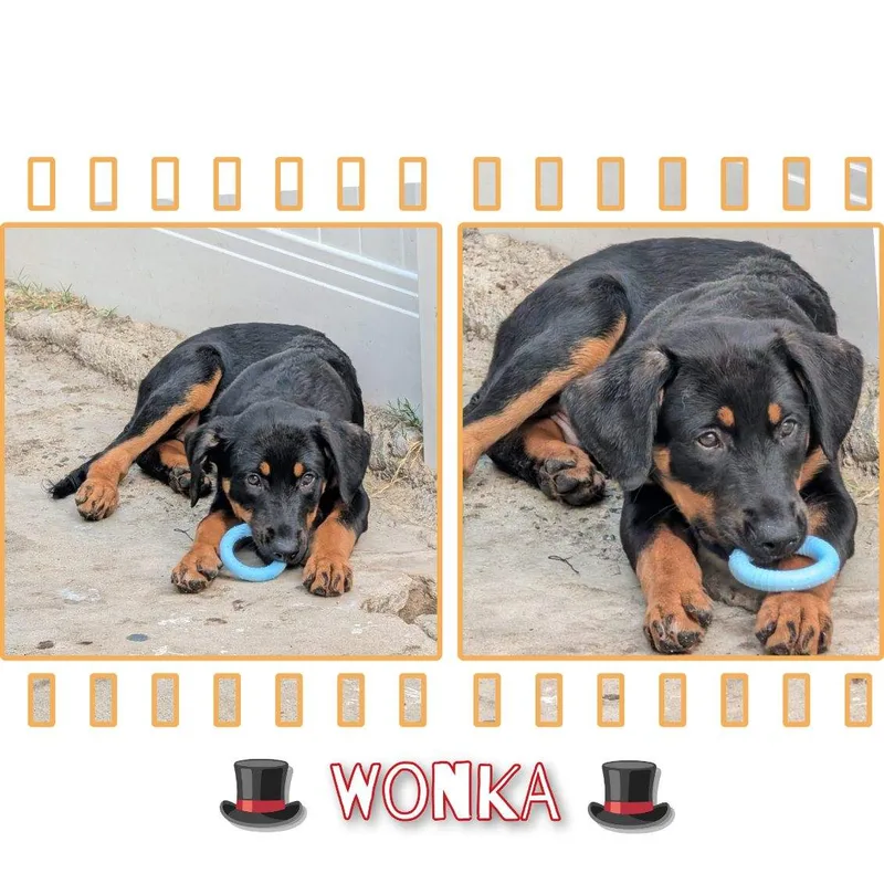 Willy And Wonka!! Pups