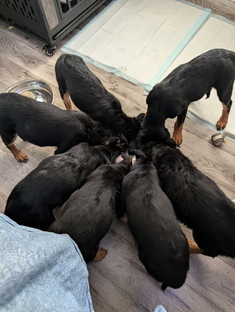 Willy And Wonka!! Pups thumbnail 2