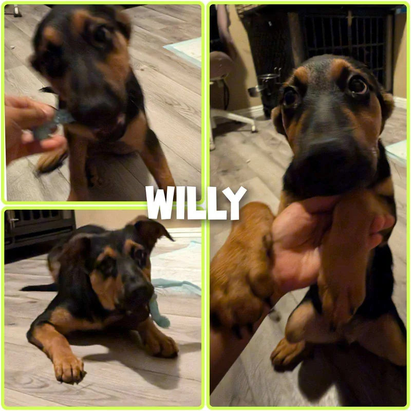 Willy And Wonka!! Pups thumbnail 3