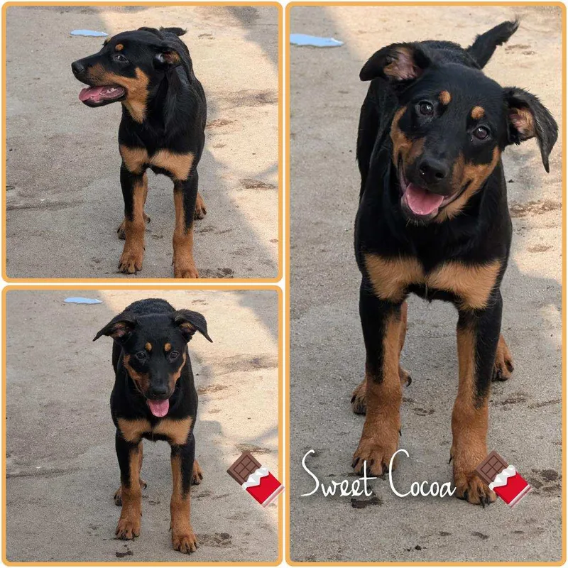 Willy And Wonka!! Pups thumbnail 4