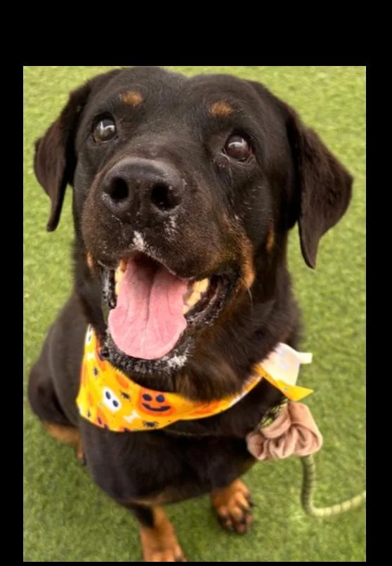 An adult large-sized female Brown / Chocolate Rottweiler dog named Ada for adoption in Gilbert, AZ