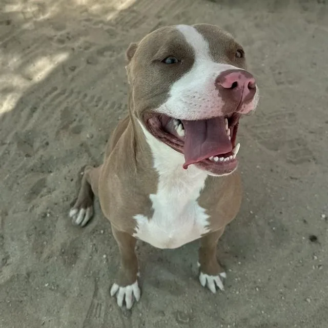 A young small-sized female Pit Bull Terrier dog named Lulu for adoption in Thousand Palms, CA