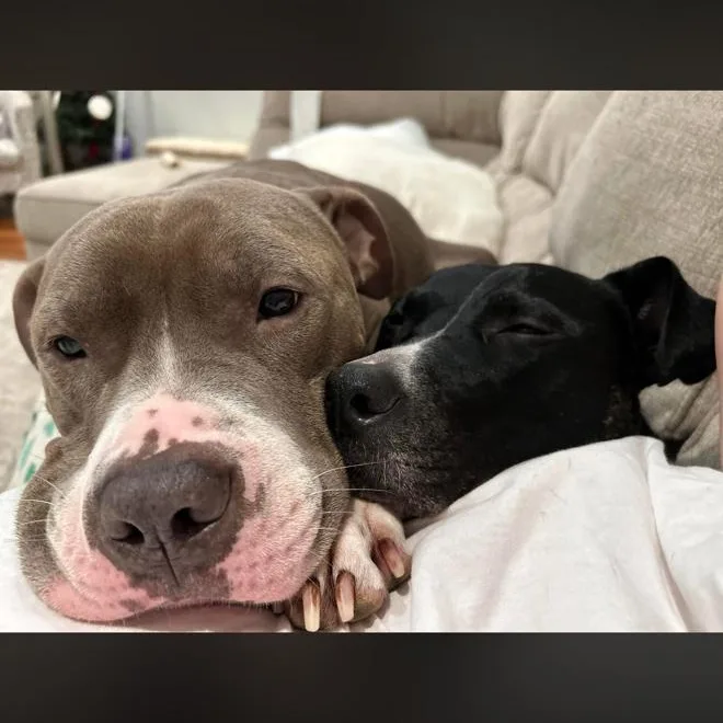 An adult medium-sized male Mixed Breed dog named Luke & Luna for adoption in Brookhaven, NY