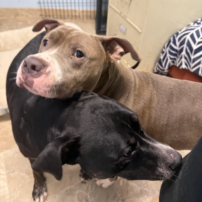 Luke & Luna thumbnail 2