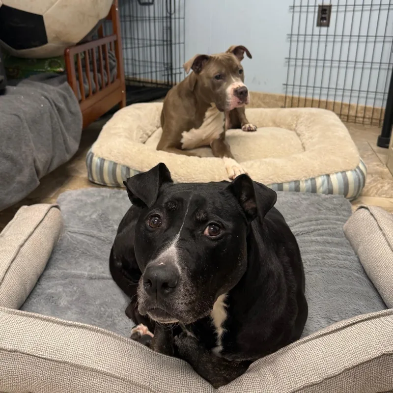 Luke & Luna thumbnail 4