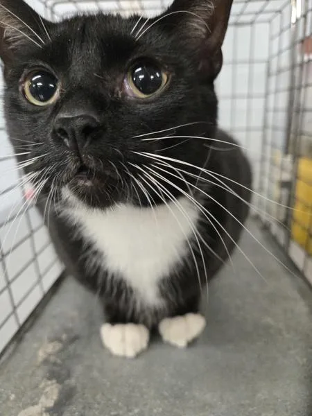 An adult large-sized male Domestic Short Hair cat named Arthur for adoption in Millersville, MD