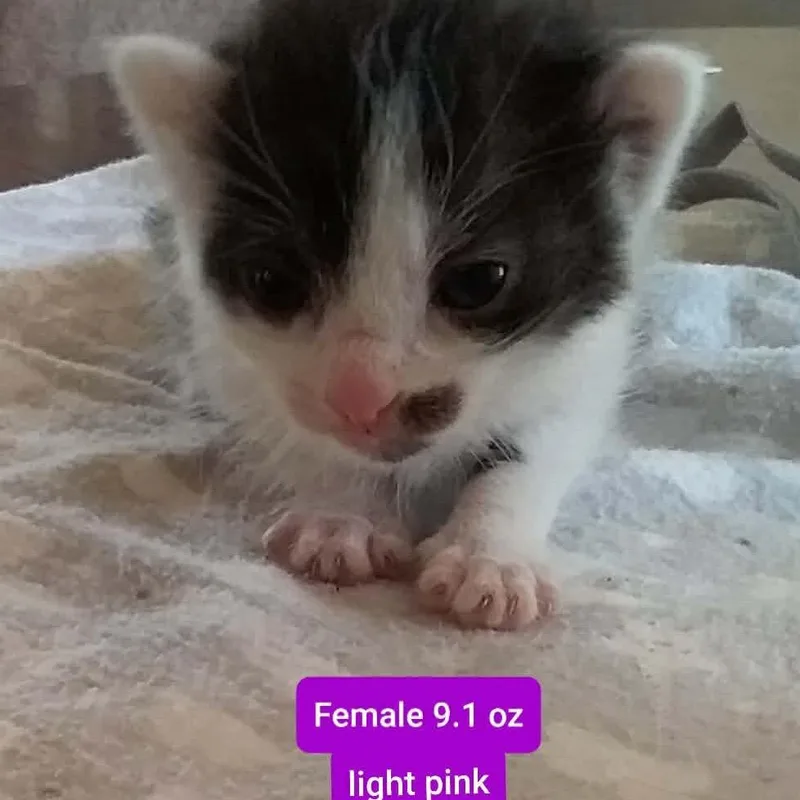 A baby small-sized female White Domestic Short Hair cat named Georgette for adoption in Brevard, NC