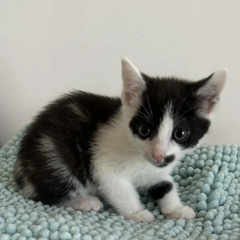 Georgette thumbnail 2