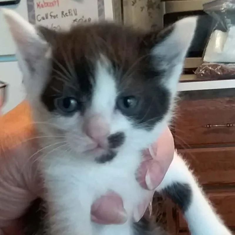 Georgette thumbnail 3