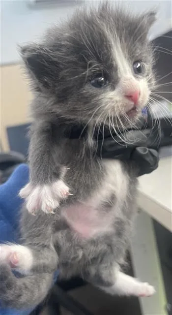 A baby medium-sized male Domestic Short Hair cat named Rover for adoption in Dallas, TX