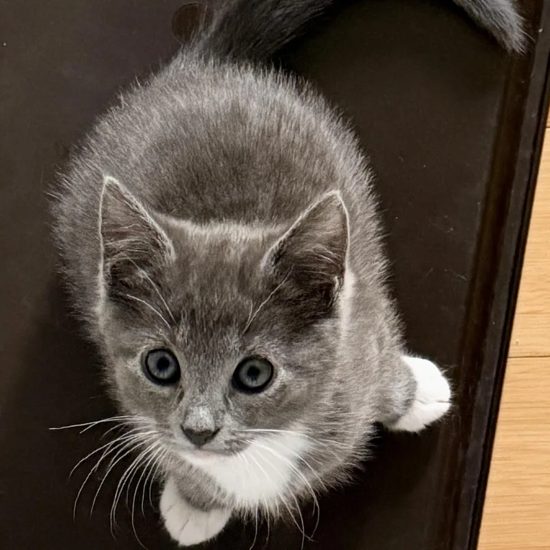 A baby medium-sized female Gray & White Domestic Short Hair cat named Pansy for adoption in Bear, DE