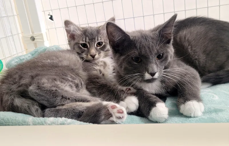 Bobo and Dovey