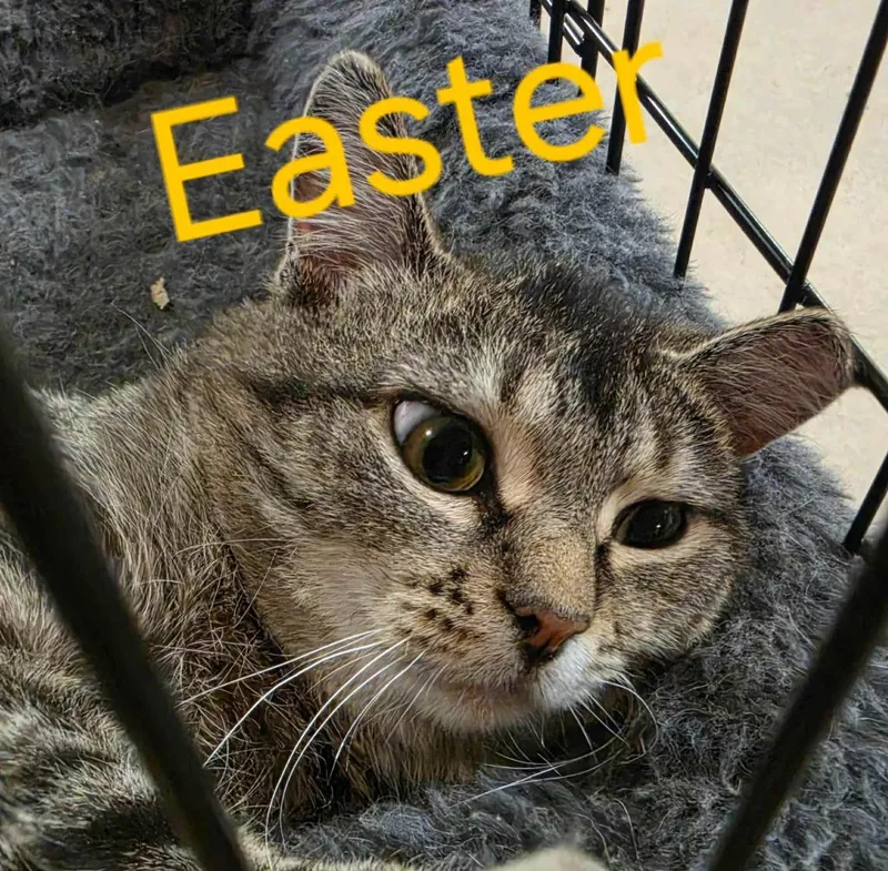 A young medium-sized female Domestic Short Hair cat named Easter for adoption in Cloquet, MN