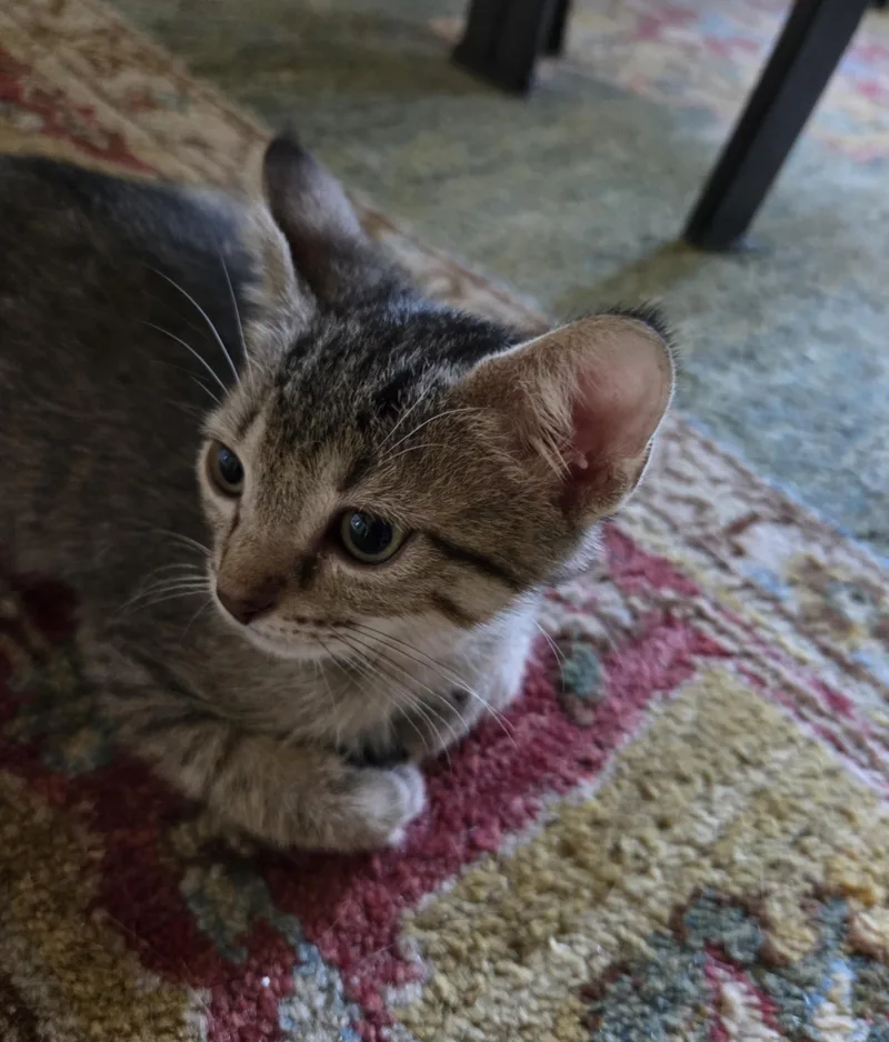 A baby medium-sized male Tabby (Gray / Blue / Silver) Domestic Short Hair cat named Tye for adoption in Bulverde, TX