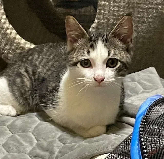 A baby medium-sized male White Domestic Short Hair cat named Sprout for adoption in Chambersburg, PA