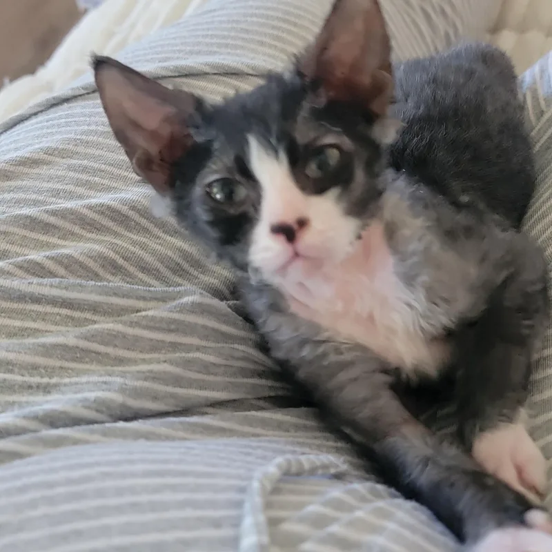 A baby medium-sized male Black Lykoi cat named Wolfgang for adoption in Wyandotte, MI