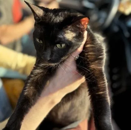 An adult large-sized female Domestic Short Hair cat named Smooches for adoption in Chamblee, GA