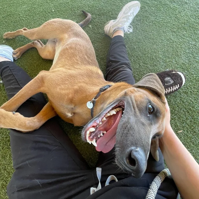 A young medium-sized female Brown / Chocolate Belgian Shepherd / Malinois dog named Wanda for adoption in Riverside, CA