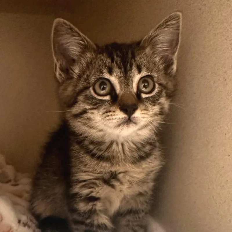 A baby small-sized male Gray / Blue / Silver Domestic Short Hair cat named Kayak for adoption in Reno, NV