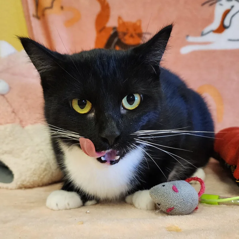 A young medium-sized female Domestic Short Hair cat named Polly for adoption in ALPINE, TX