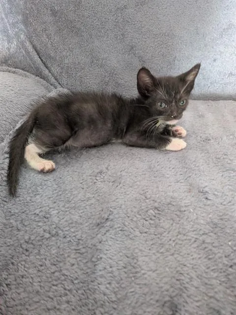A baby small-sized male Domestic Short Hair cat named Toulouse for adoption in Camarillo, CA
