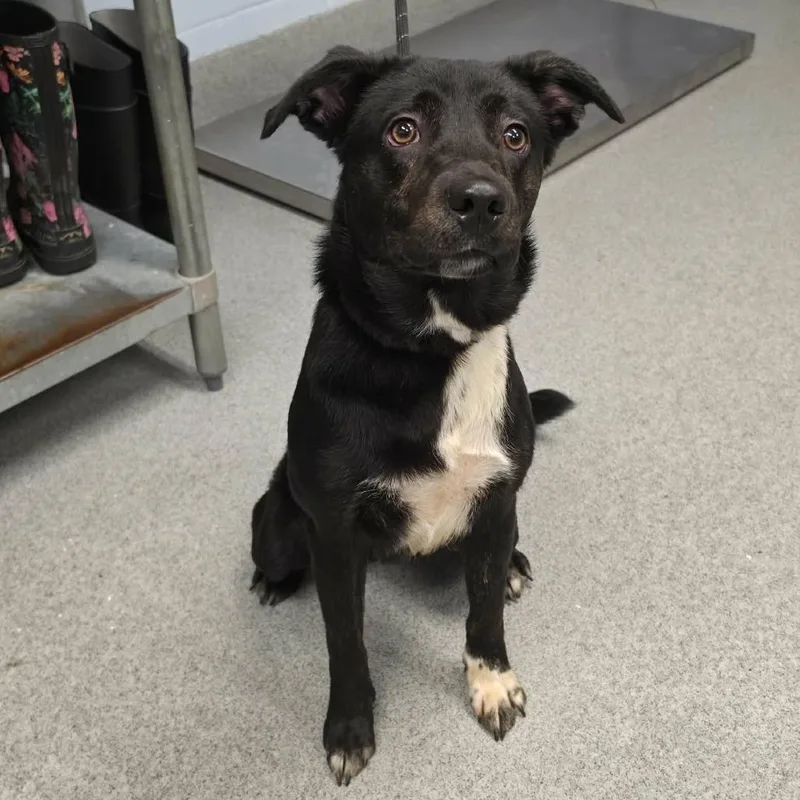 A young medium-sized male Black Retriever dog named Oliver for adoption in Martinsville, VA