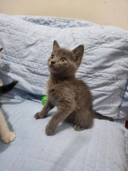 A baby medium-sized male Domestic Short Hair cat named Jaspurr Stephens for adoption in Savannah, GA