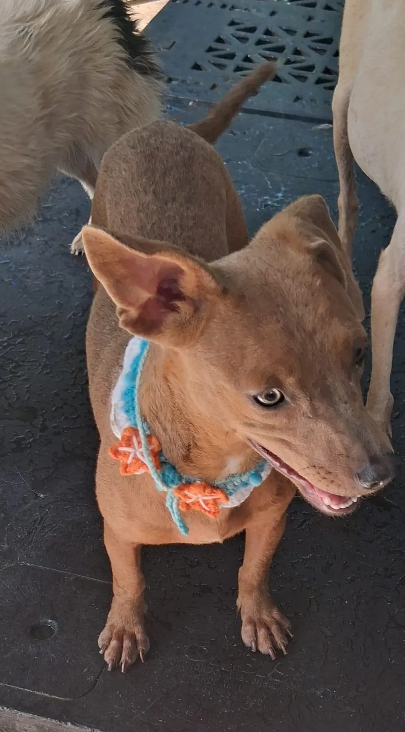 Hugo