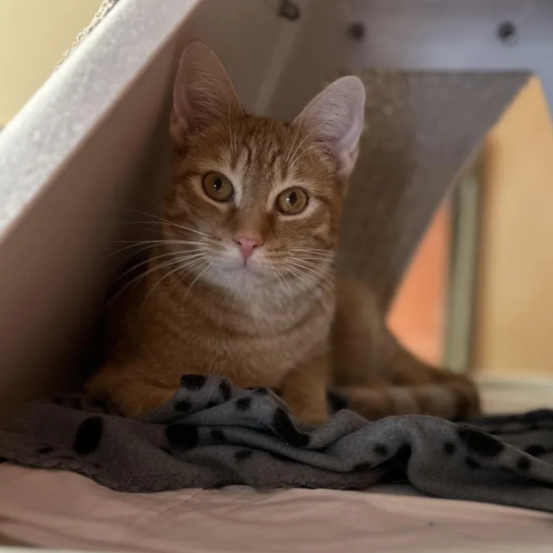 Chipwich W Drumstick