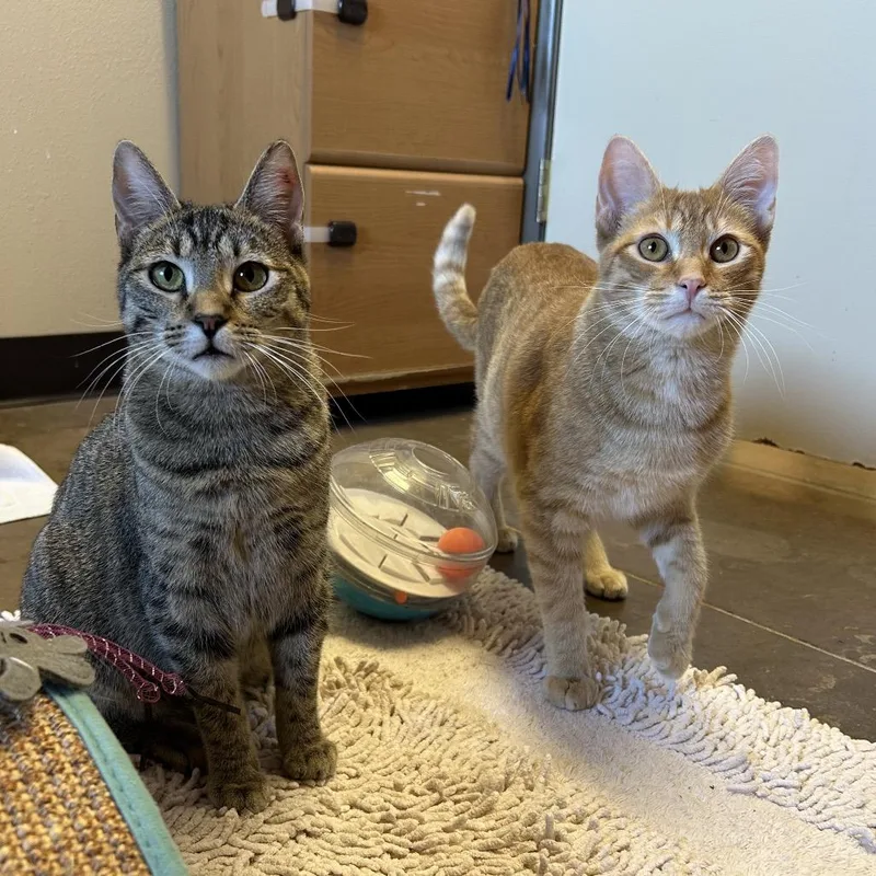 Chipwich W Drumstick  thumbnail 3