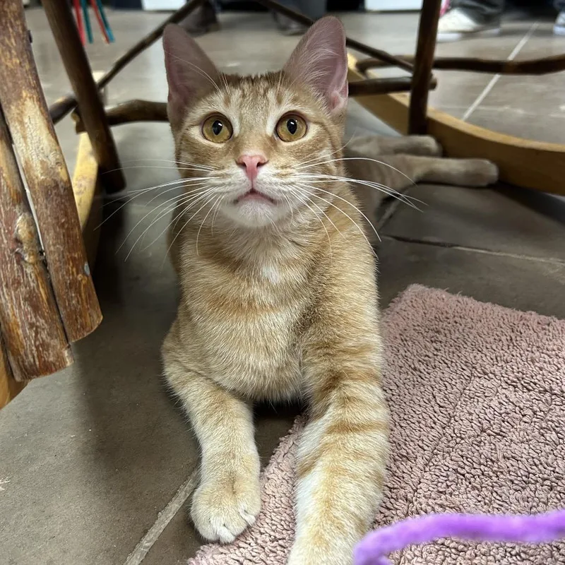 Chipwich W Drumstick  thumbnail 4