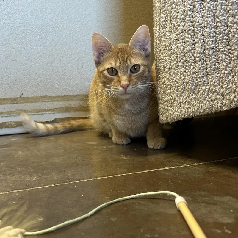 Chipwich W Drumstick  thumbnail 5