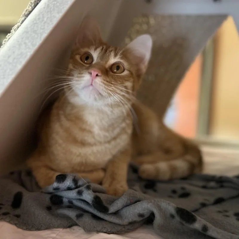 Chipwich W Drumstick  thumbnail 6