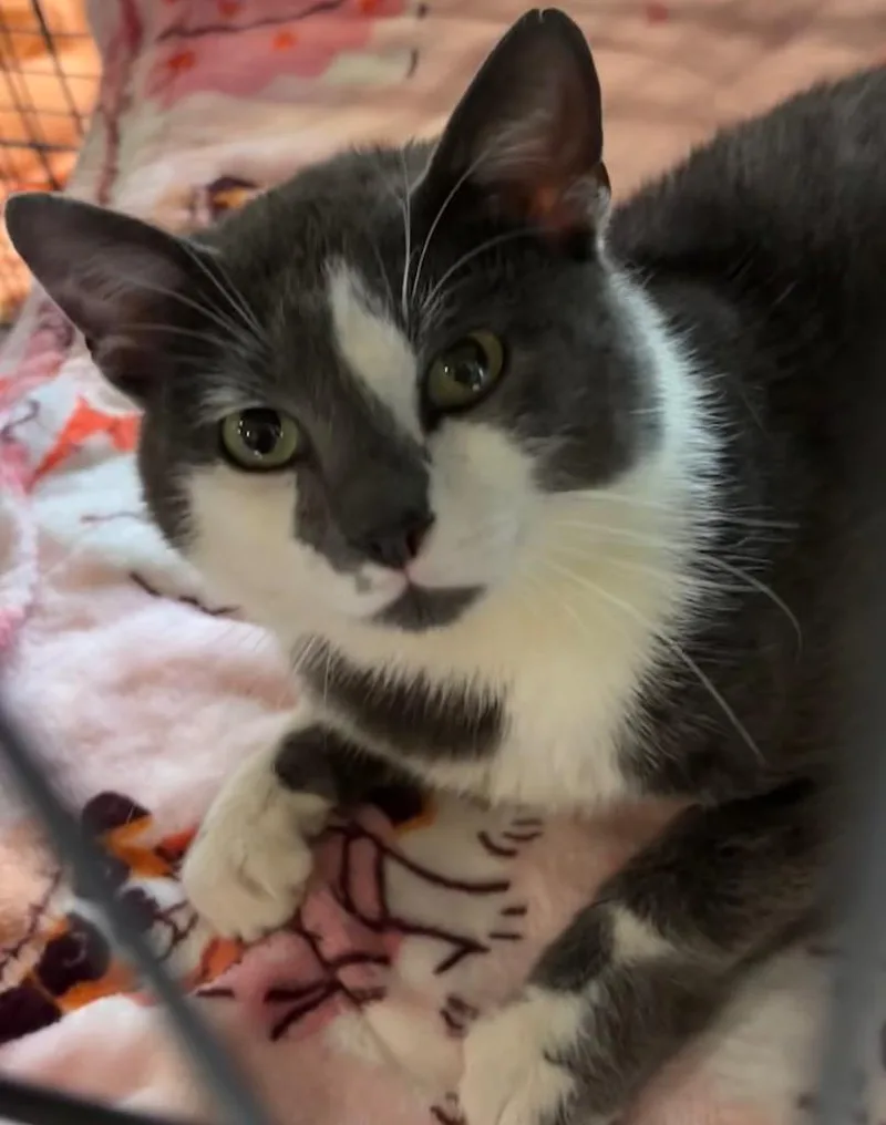 A young large-sized male Domestic Short Hair cat named Mako for adoption in Elizabethton, TN